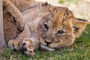 Löwenbabys sind sooo süß!