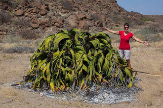 riesige Welwitschia mirabilis