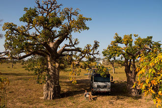 Übernachtungsplatz unter blühenden Baobabs