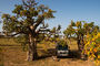 Übernachtungsplatz inmitten von Baobabs