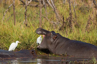 Flusspferde im Mare aux Hippopotamus