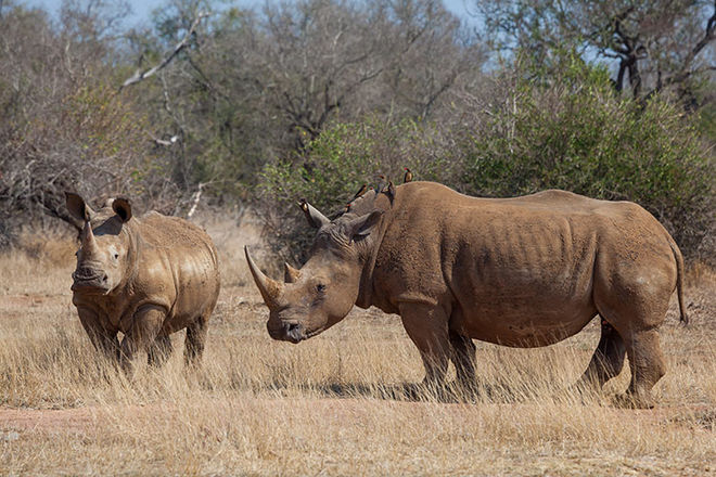 Rhino mit Nachwuchs