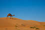 in der Wüste Ramlat al-Wahibah