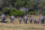 Elefantenfamilie auf dem Weg zum Wasser