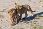 Löwenbabys in der Kalahari