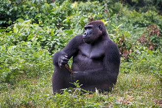 Gorilla im Nationalpark Mfou