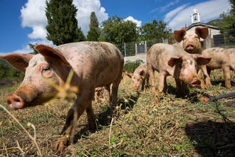 Schweine gehören in Albanien zum Dorfbild
