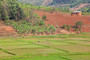 Reisfelder in den feuchten Niederungen