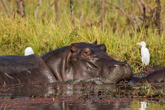 Flusspferd im Mare aux Hippopotamus