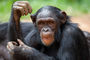 Schimpanse im Mfou National Park