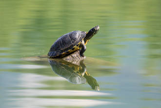 Die Wasserschildkröten am Lago di Bordano kennen uns inzwischen schon