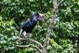 Nashornvogel / Hornbill