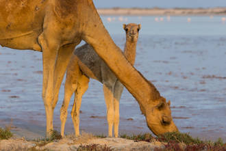 Kamele an der Lagune von Khawr Shummayr