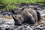 das Nashorn genießt die Schlammsuhle