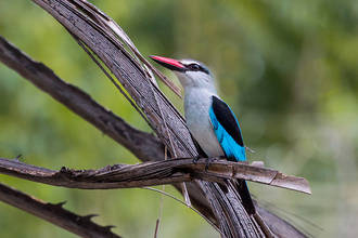 Senegal Liest / Woodland Kingfisher