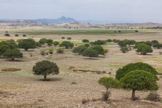 Savannenlandschaft wie in Ostafrika