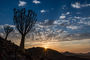 Köcherbäume in den Tirasbergen bei Sonnenuntergang