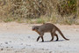 Zebramanguste / Banded mongoose