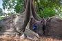 riesiger Kapokbaum in der Casamance
