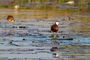 Wasservögel im Lac de Tengrela