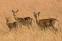Kob-Antilopen im hohen Gras