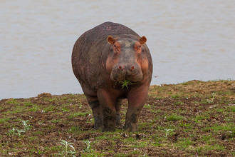 Hippo beim fressen