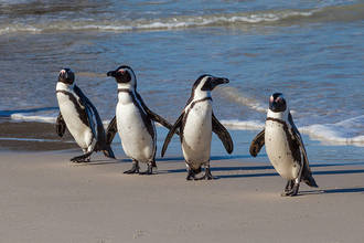 lustige Pinguine in Simon´s Town