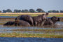 Flusspferde im Chobe River