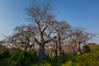 Angola - das Land der Baobabs