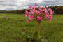 Candelabra Lily/Brunsvigia natalensis in Südafrika