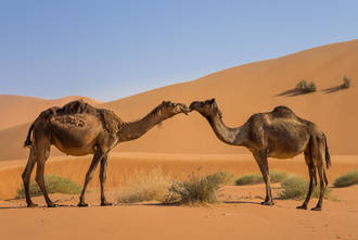 Wir treffen öfter auf Kamele