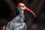 Glattnackenibis / Geronticus calvus / southern bald ibis
