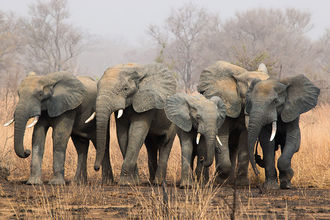 Elefantenherde auf Tuchfühlung