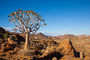 Abendstimmung mit Köcherbaum am Namaqua 4x4 Trail