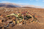 Welwitschia mirabilis - die Überlebensküntler der Wüste