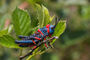 Kegelkopfschrecke, Elegant Grasshopper, Zonocerus elegans