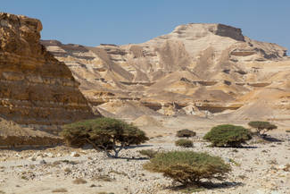 Weiße Felsen begleiten uns ins Wadi Shuwaimiya