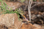 Chamäleon frisst Termiten