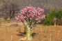 Wüstenrose / Dessert Rose und Baobab