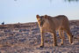 junge Löwin im Chobe NP