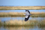 Etosha - dahingleitender Wasservogel
