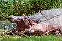 Nilpferd/Hippopotamus