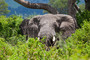 Elefanten im Busch