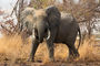 einsamer Elefantenbulle trifft Manni