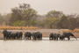 pünktlich zum Sundowner kommt eine ganze Herde Elefanten ans Wasser