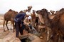 Kamele werden getränkt