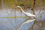 Silberreiher/casmerodius albus/Great Egret