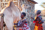 Kamel-melken im Samburu-Dorf