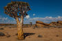 Köcherbaum im Namib Naukluft Park