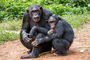 Schimpansen im Mfou National Park